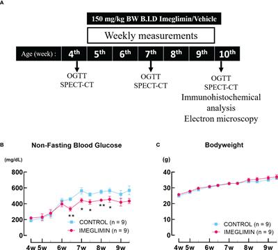 Frontiers Preservation Effect Of Imeglimin On Pancreatic Cell Mass